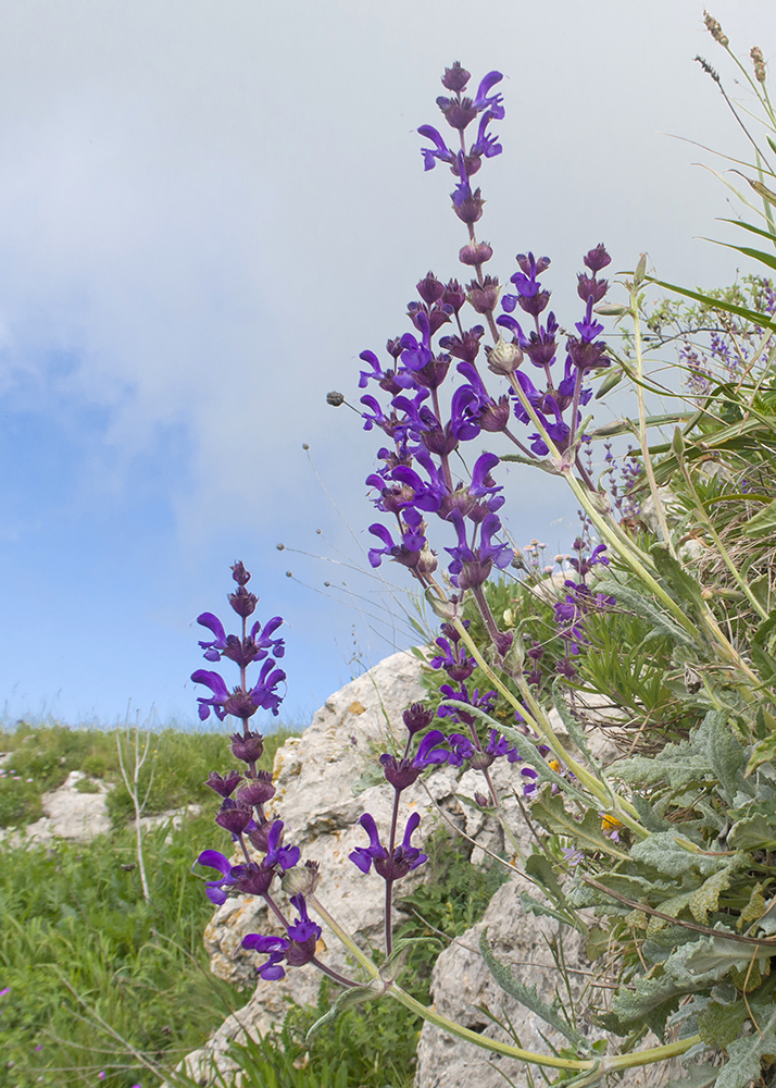 Image of Salvia canescens specimen.