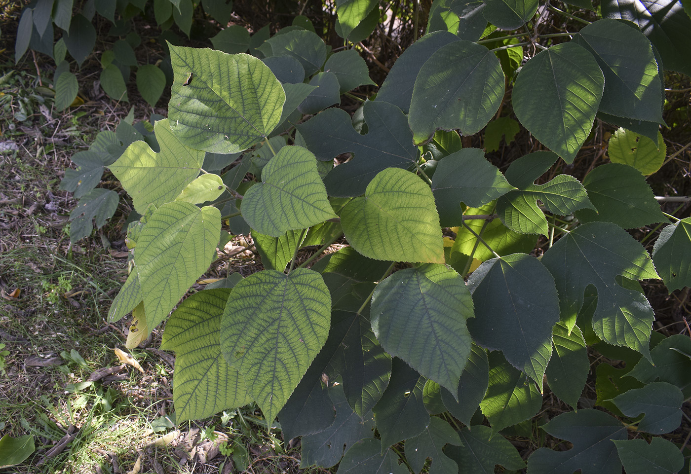 Image of Broussonetia papyrifera specimen.