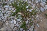 род Salix. Цветущее растение. Кабардино-Балкария, Эльбрусский р-н, западная часть котловины оз. Донгуз-Орун, осушенный участок озера. 18 июня 2025 г.