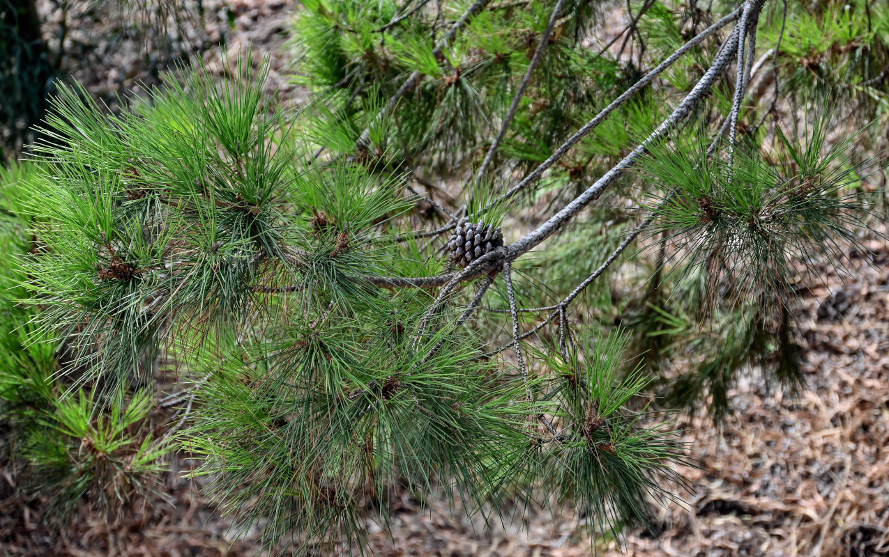 Изображение особи Pinus pinea.
