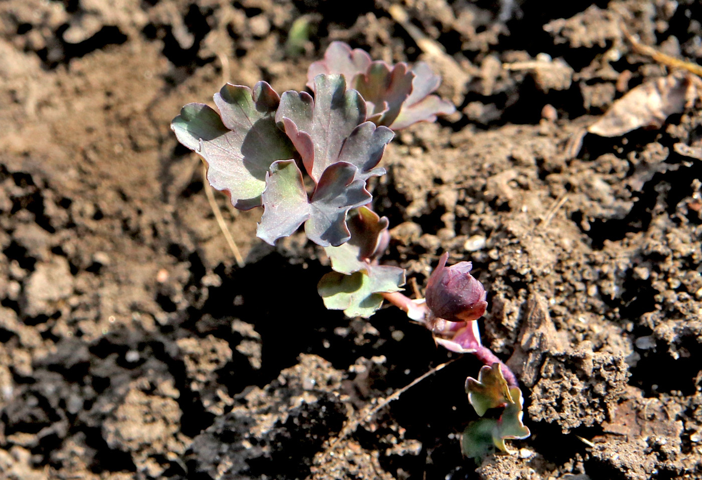 Image of Aquilegia oxysepala specimen.
