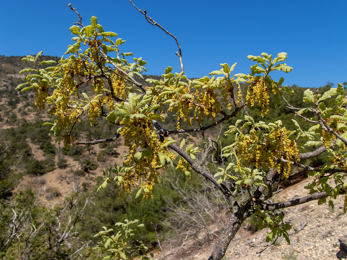 Image of Quercus pubescens specimen.