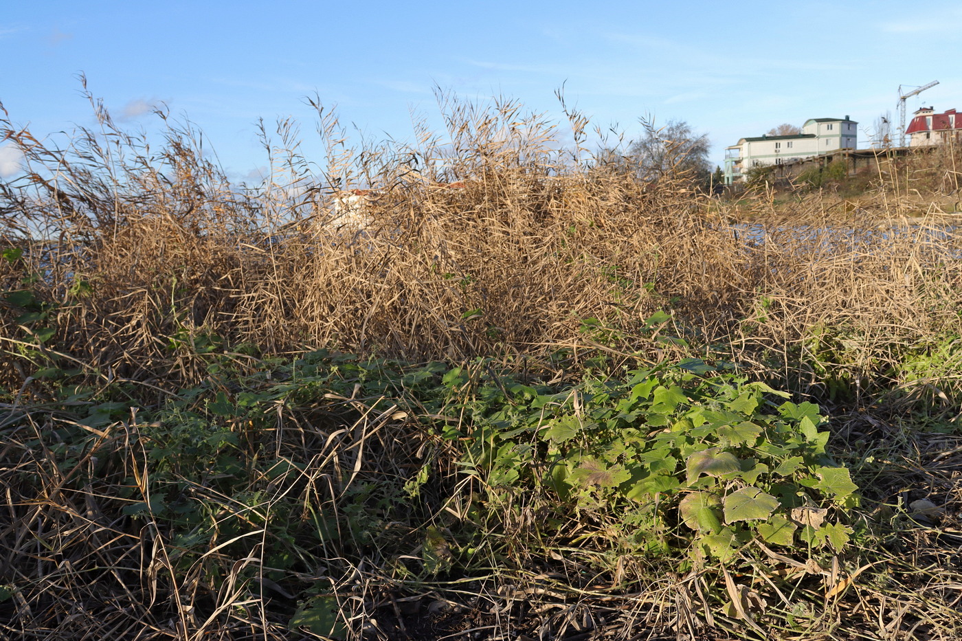 Изображение особи Sicyos angulatus.