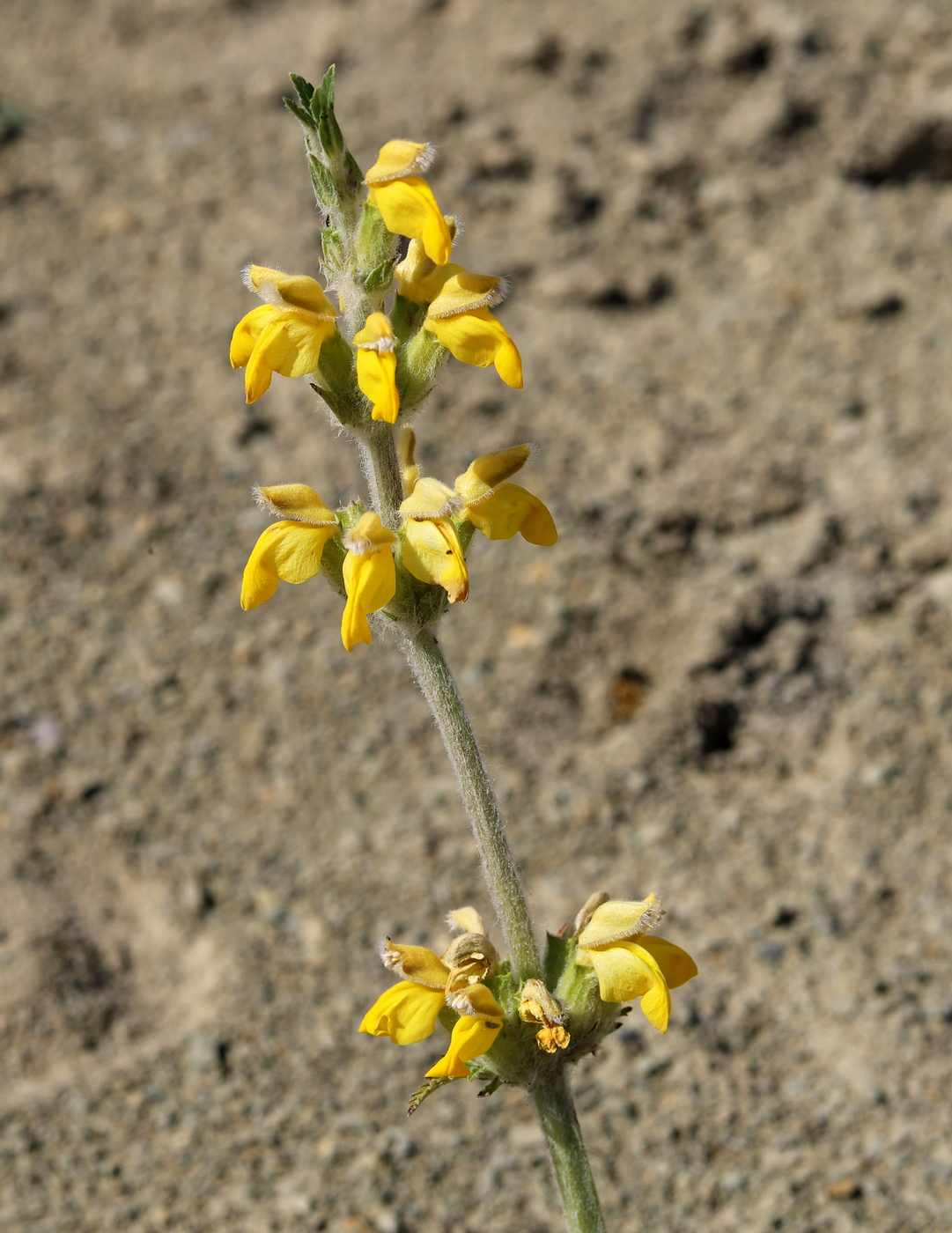 Image of Phlomoides labiosiformis specimen.