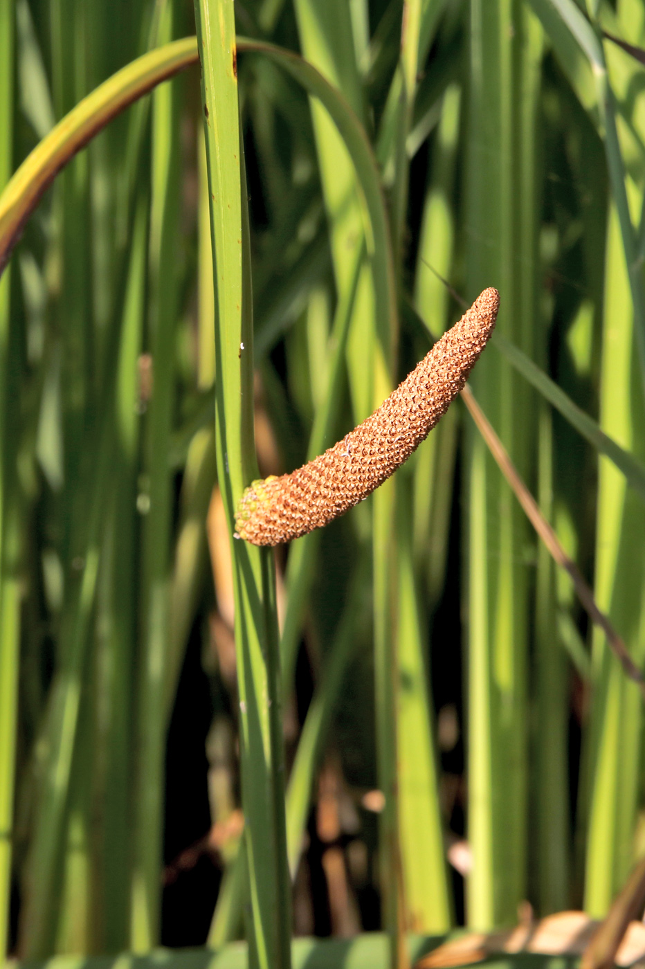 Image of Acorus calamus specimen.
