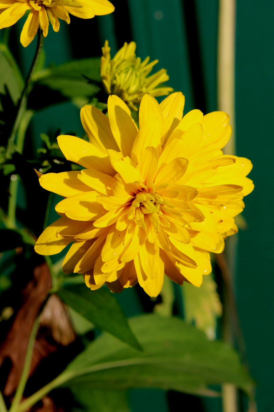 Изображение особи Rudbeckia laciniata var. hortensia.