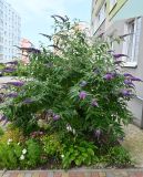 Buddleja davidii. Цветущее растение. Калининградская обл., г. Светлогорск, дворовое озеленение. 27.07.2025.