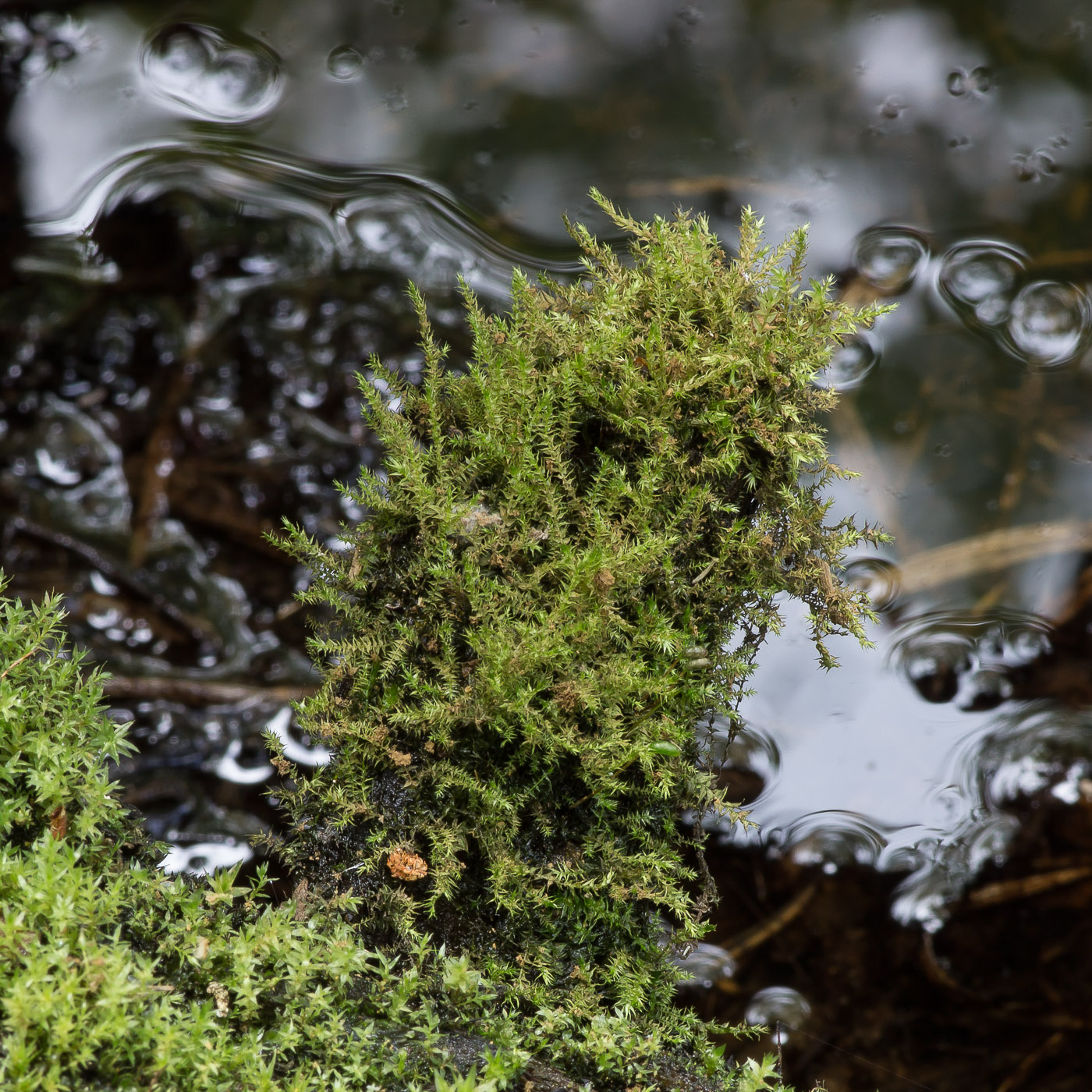 Image of familia Amblystegiaceae specimen.
