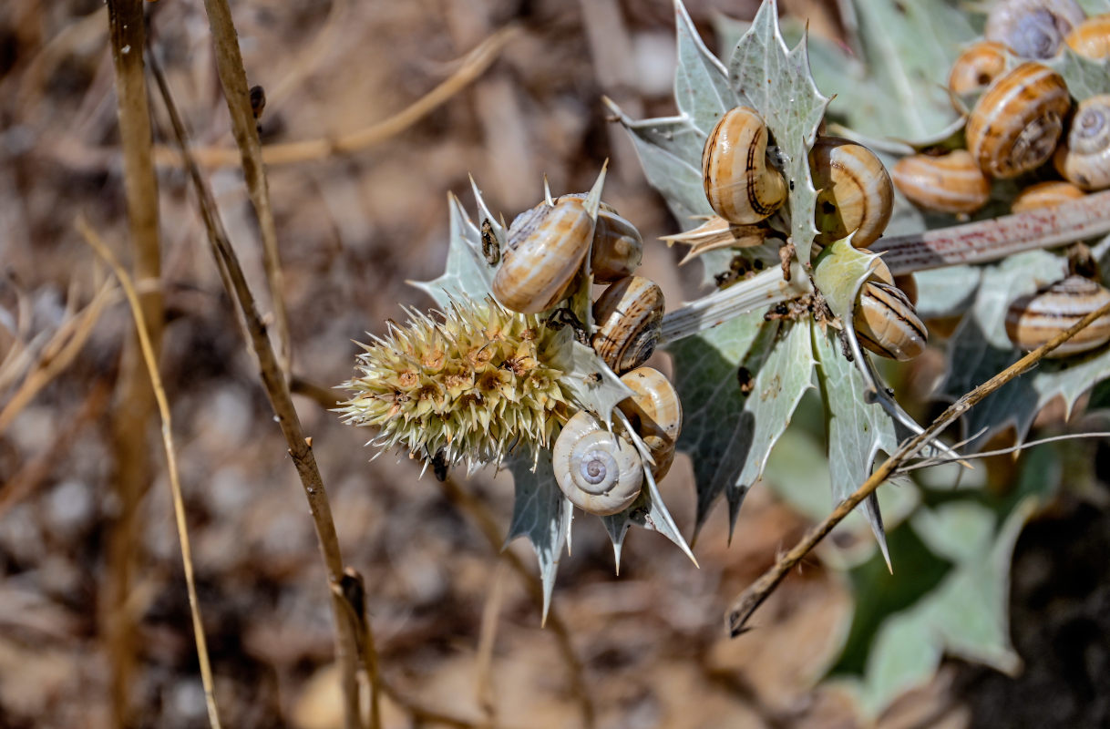 Изображение особи Eryngium maritimum.