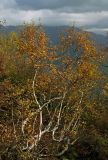 Betula litwinowii. Дерево в осенней раскраске. Большой Кавказ, Главный Кавказский хребет, басс. р. Мзымта, отрог горы Ачишхо. 17.10.2004.