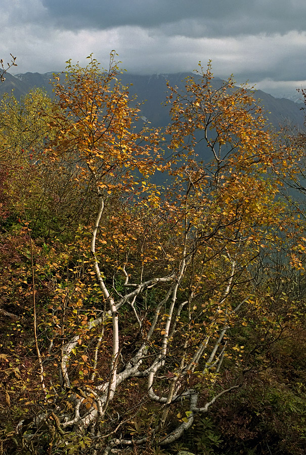 Image of Betula litwinowii specimen.