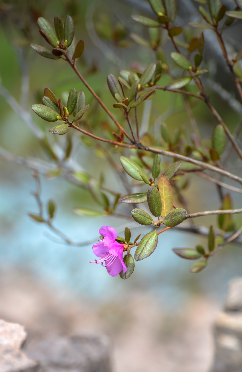 Image of Rhododendron sichotense specimen.