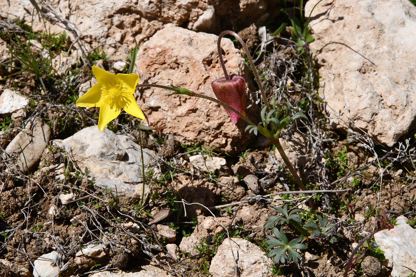 Изображение особи Anemone gortschakowii.
