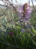 Oxytropis pilosissima. Соцветие. Казахстан, Туркестанская обл., Тюлькубасский р-н, окр. с. Жабаглы, подъем на Таскору, глинисто-каменистый склон, арчовое редколесье, ≈ 1400 м н.у.м. 27 апреля 2026 г.
