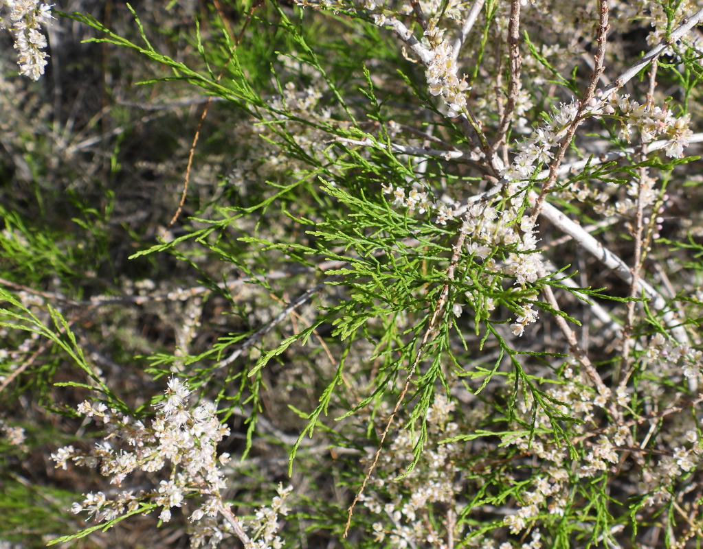 Изображение особи Tamarix arceuthoides.