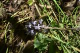 genus Orobanche. Верхушка цветущего растения. Грузия, Тбилиси, северный склон г. Сололаки, горная степь. 5 июня 2026 г.