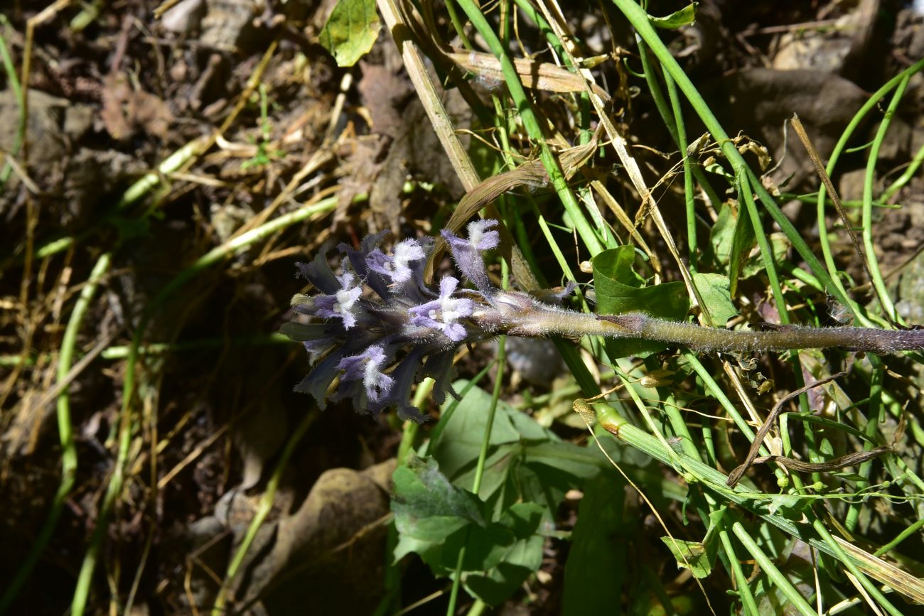 Image of genus Orobanche specimen.