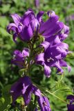 Campanula latifolia. Цветки с прилипшими семенами Poulus (\"пухом\") на верхушке соцветия. С.-Петербург, Кировский р-н, двор жилого дома, цветник. 19.06.2026.