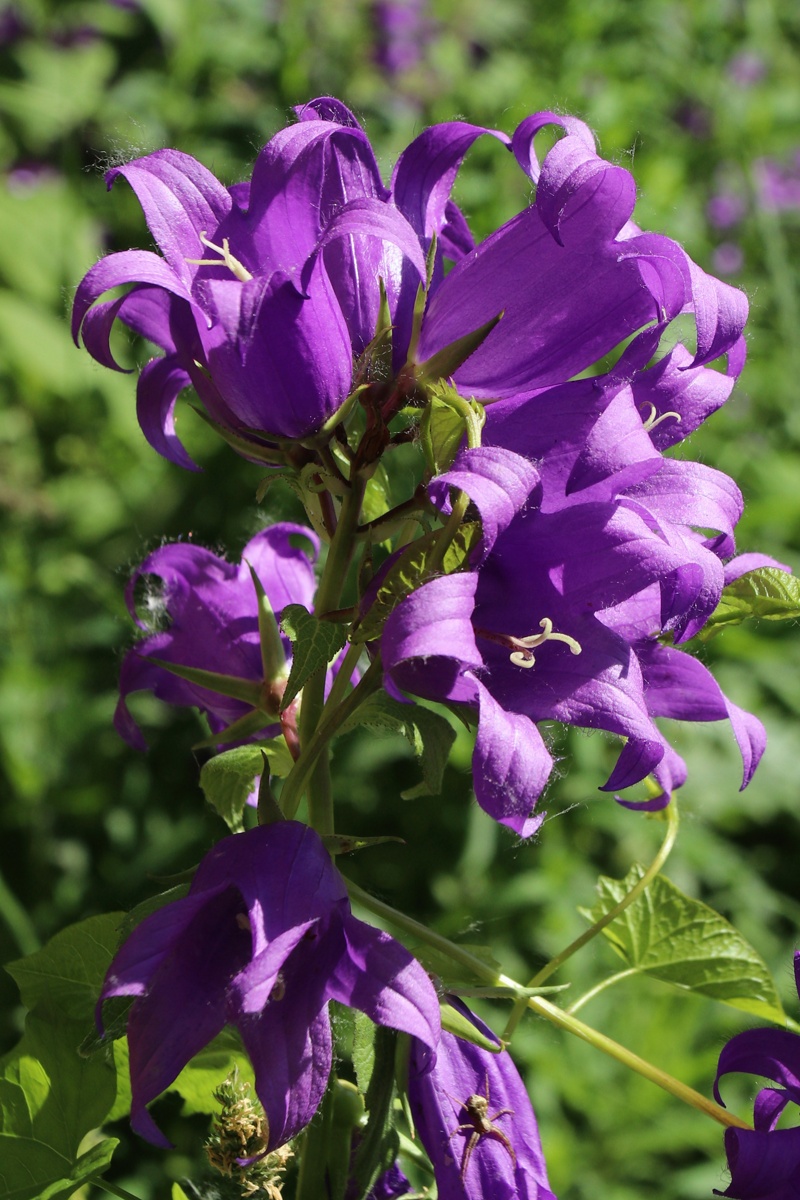 Image of Campanula latifolia specimen.