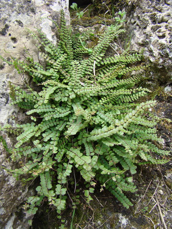 Изображение особи Asplenium trichomanes.