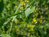 Lathyrus tuberosus. Средняя часть побега; лист (вид на абаксиальную поверхность). Оренбургская обл., Саракташский р-н, Жёлтинский сельсовет, окр. хут. Султанбаево, луговая степь. 9 июня 2025 г.