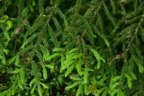 Picea orientalis
