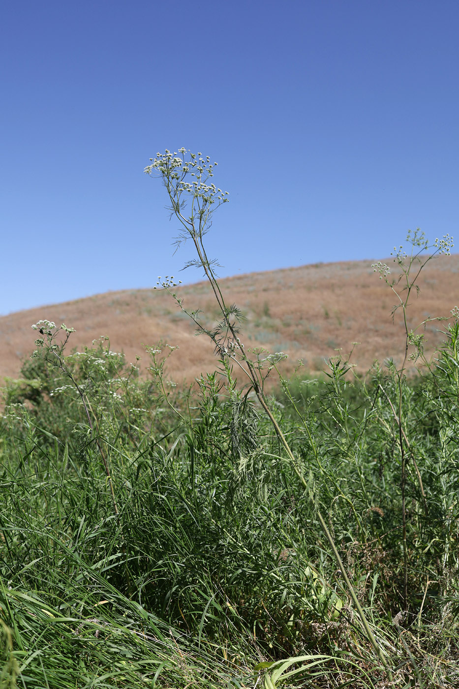 Image of Chaerophyllum prescottii specimen.