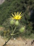 genus Cousinia