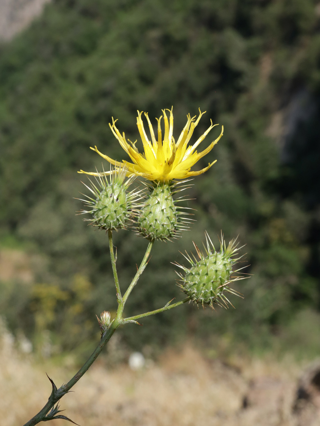 Image of genus Cousinia specimen.