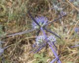 Eryngium caeruleum. Соцветие (вид со стороны обёртки). Дагестан, Каякентский р-н, окр. с. Башлыкент, полынно-злаковая степь. 26.07.2026.