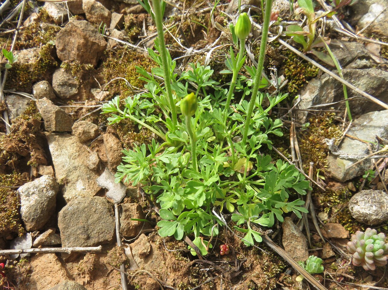 Изображение особи Ranunculus millefoliatus.