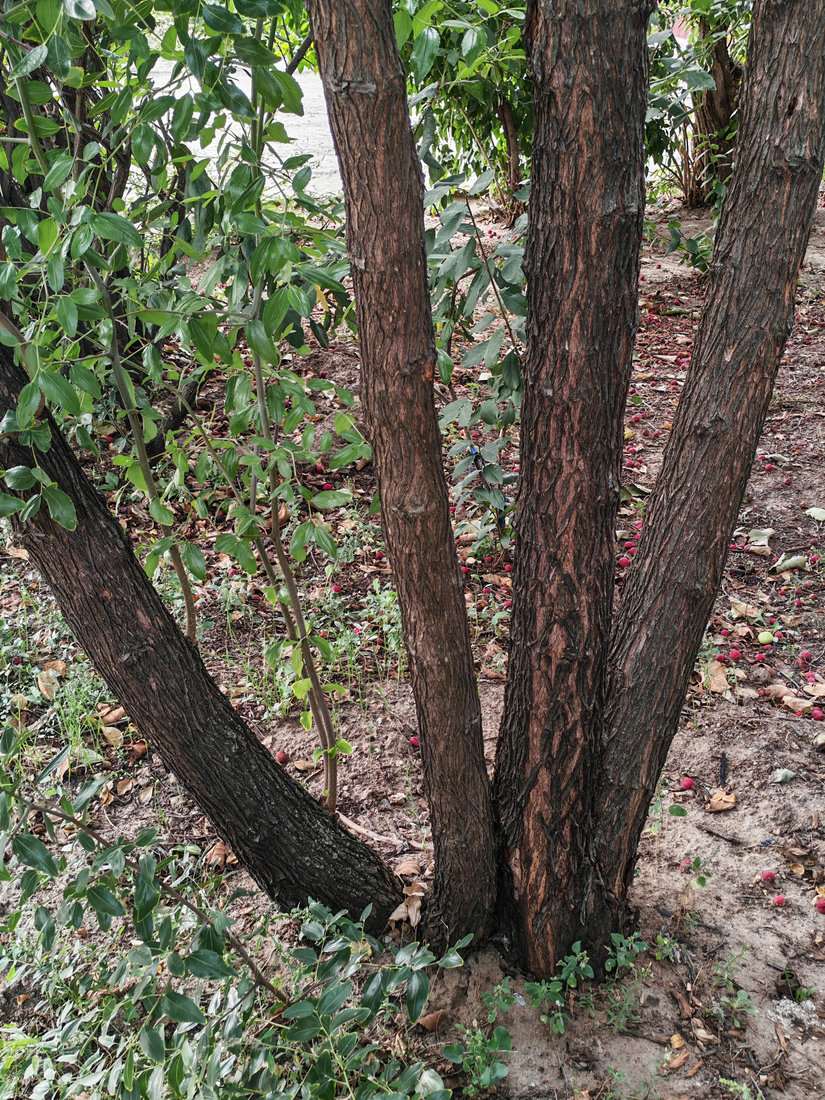 Image of Ziziphus jujuba specimen.