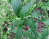 Melandrium latifolium