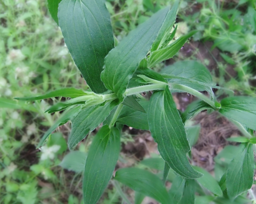 Изображение особи Melandrium latifolium.