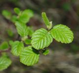 Alnus kolaensis