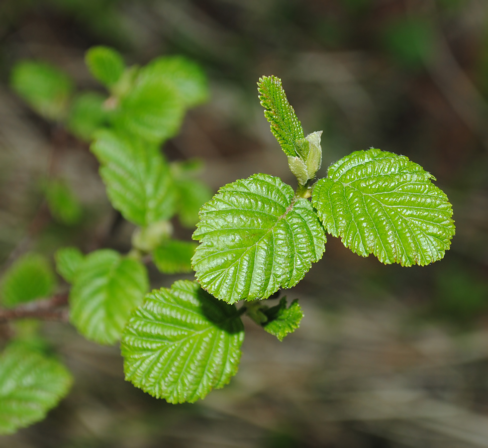 Форма листьев ольха. Ольха серая Alnus incana. Ольха дерево листья. Ольха на севере. Ольха серая(Alnus incana) соцветия.