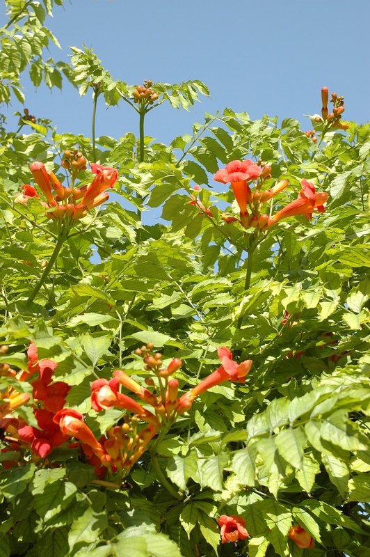 Изображение особи Campsis radicans.