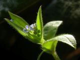 Myosotis sparsiflora. Верхушка побега с первыми цветками (диаметр венчиков - 2-3 мм). Киев, Святошино, 1 мая 2008 г.