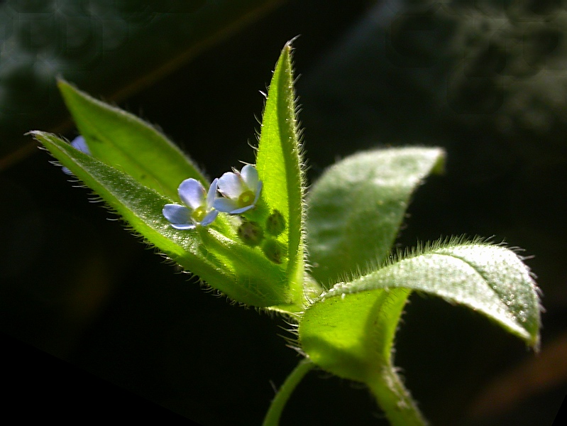 Изображение особи Myosotis sparsiflora.