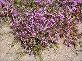 Thymus serpyllum