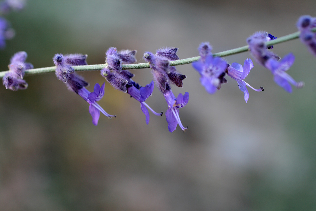 Изображение особи Perovskia scrophulariifolia.