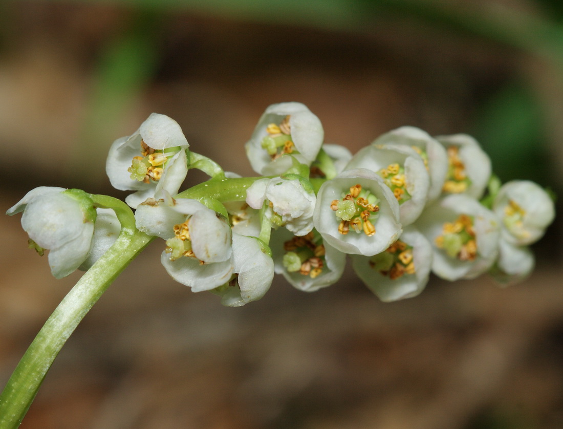 Изображение особи Pyrola minor.