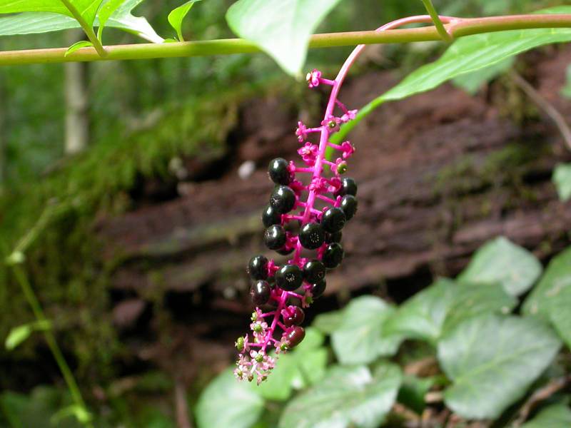 Image of Phytolacca americana specimen.