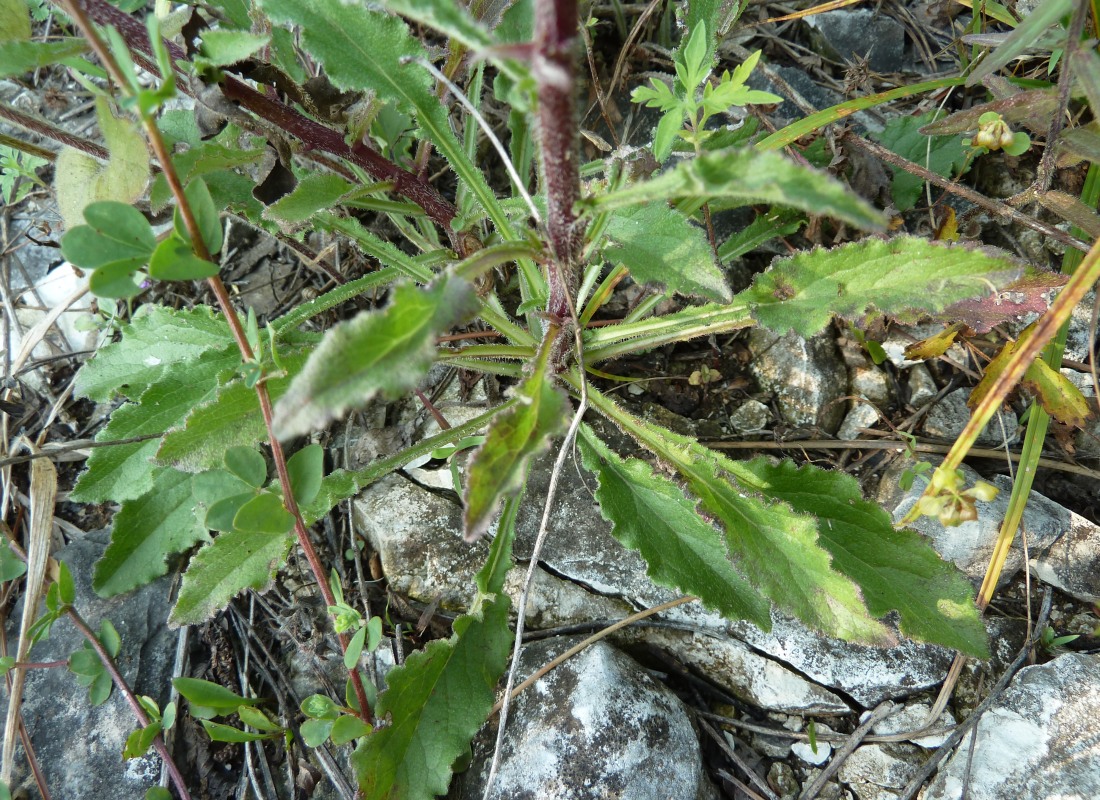 Image of Campanula longistyla specimen.