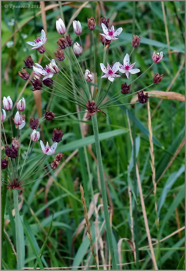 Изображение особи Butomus umbellatus.