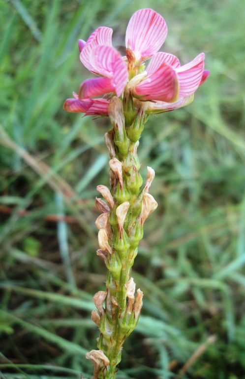 Изображение особи Onobrychis sibirica.