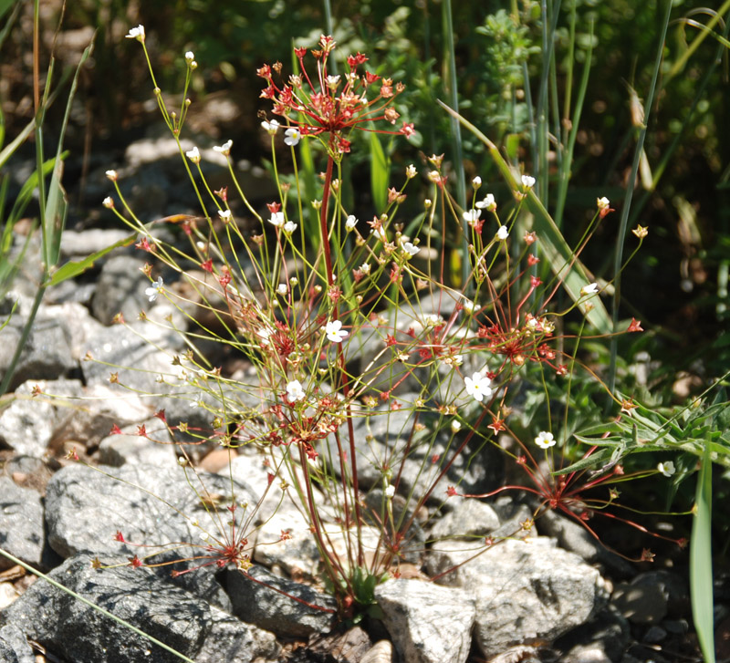 Image of Androsace lactiflora specimen.