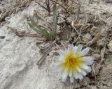 Taraxacum leucanthum