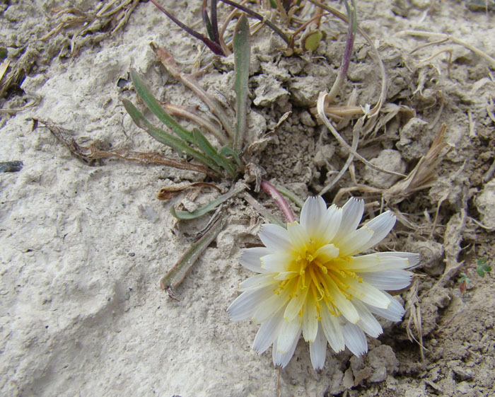 Изображение особи Taraxacum leucanthum.