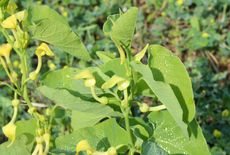 Image of Aristolochia clematitis specimen.